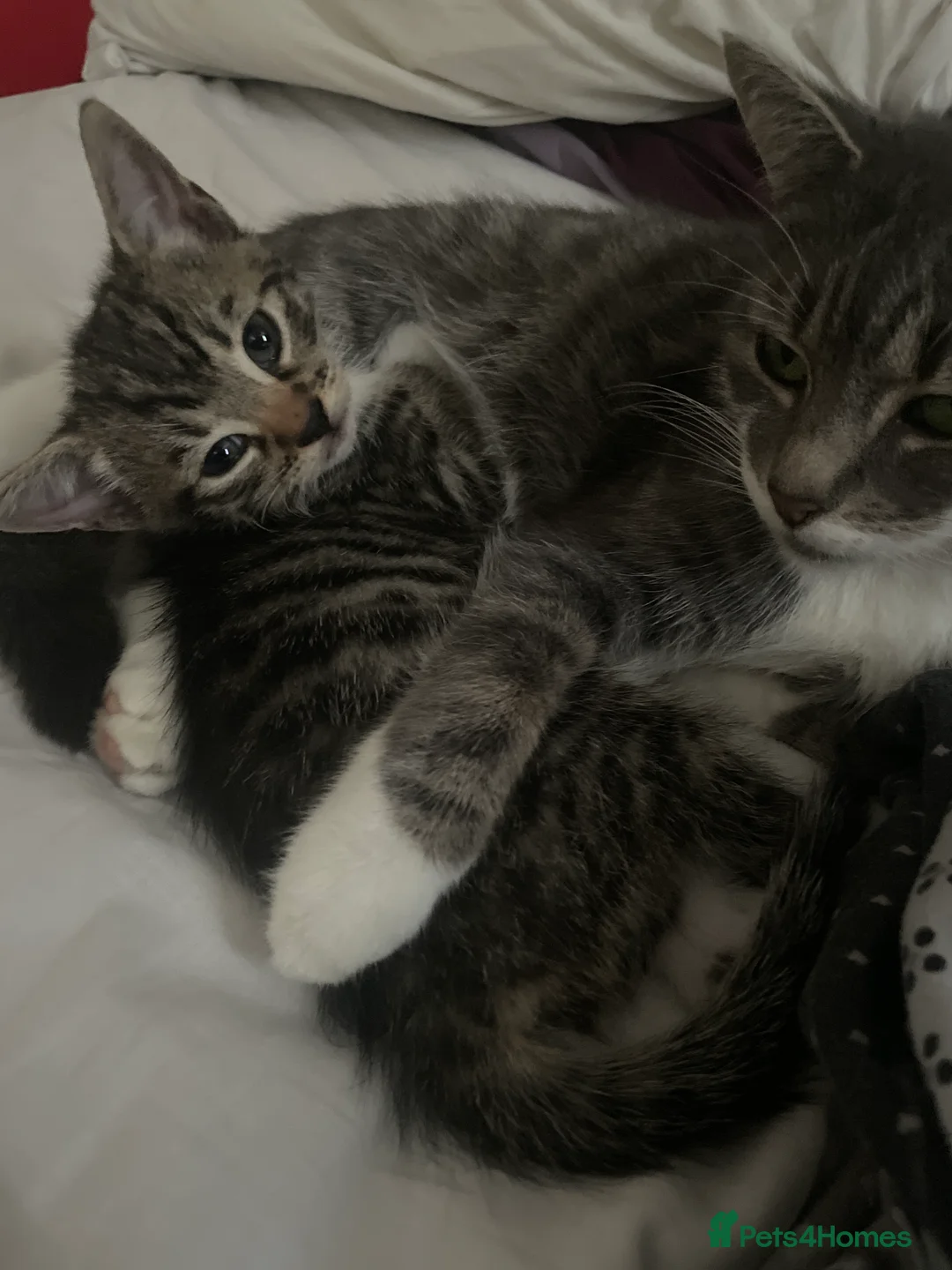 Mixed Breed cats for sale: 4 tabby kitten - Advert 8