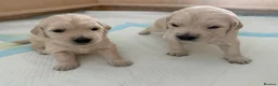 Golden Retriever dogs for sale: Golden Retriever Puppies  - Advert 24
