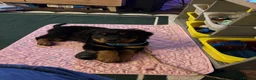Rottweiler dogs for sale: Fluffy Rottweiler  - Advert 6
