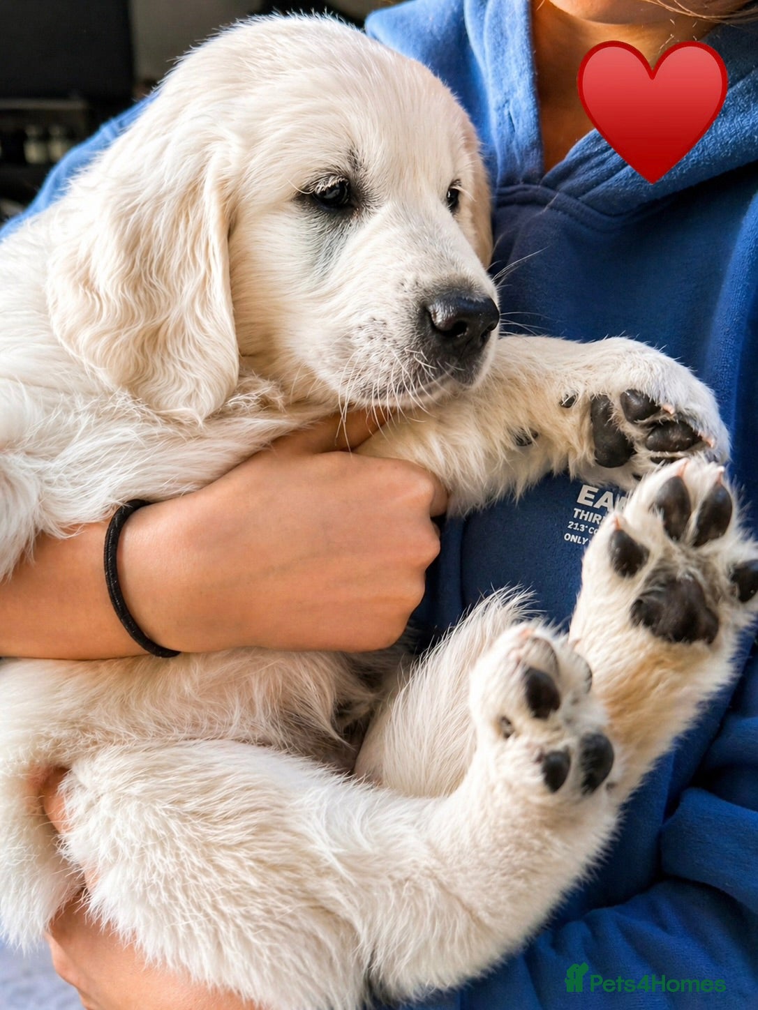 Golden Retriever dogs for sale: ***Exceptional MULTI Champions Bloodline Puppies - Advert 1