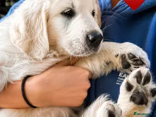 Golden Retriever dogs for sale: ***Exceptional MULTI Champions Bloodline Puppies - Advert 1