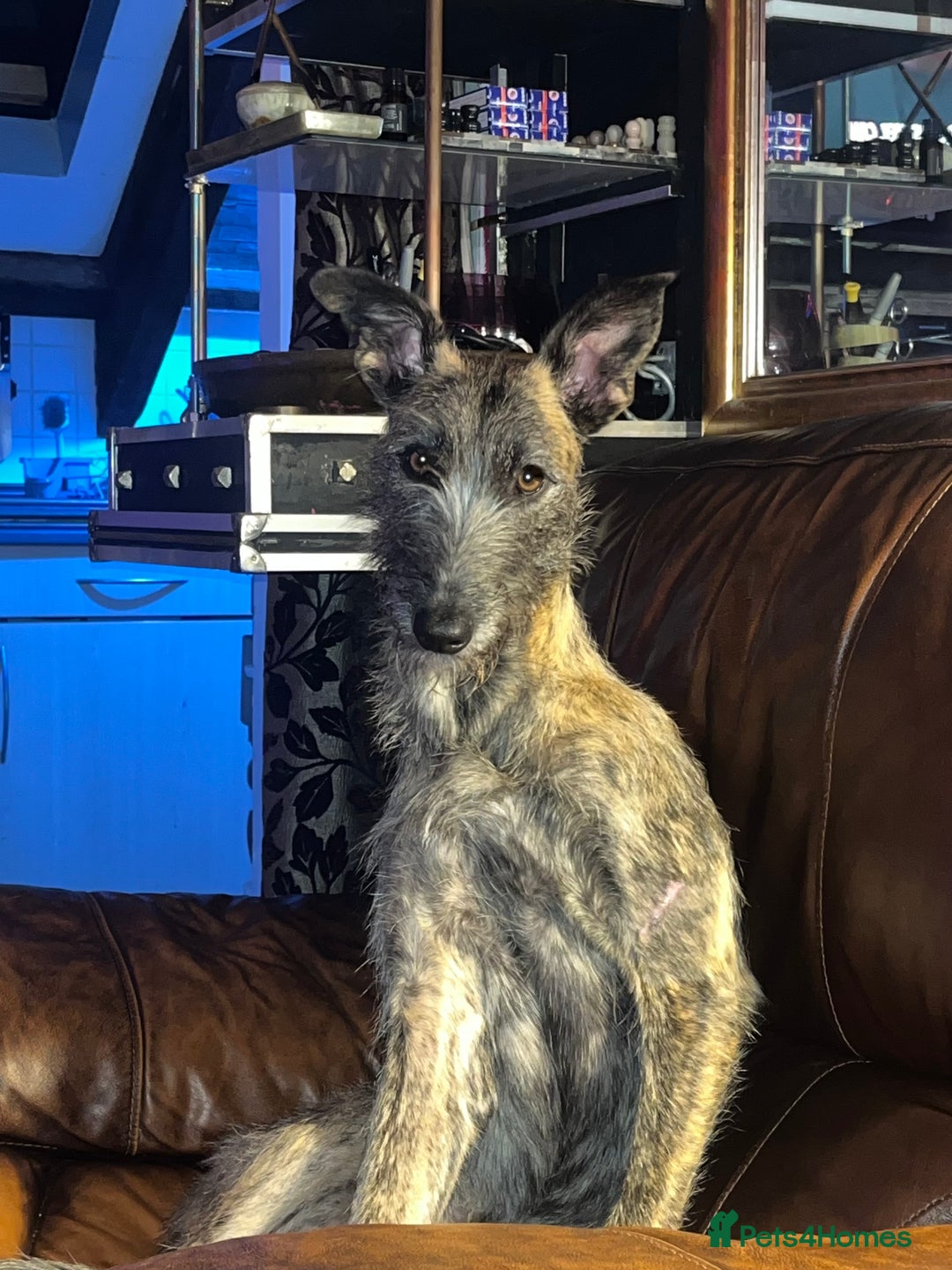 Mixed Breed dogs for sale: Lurcher Siblings - Image 9