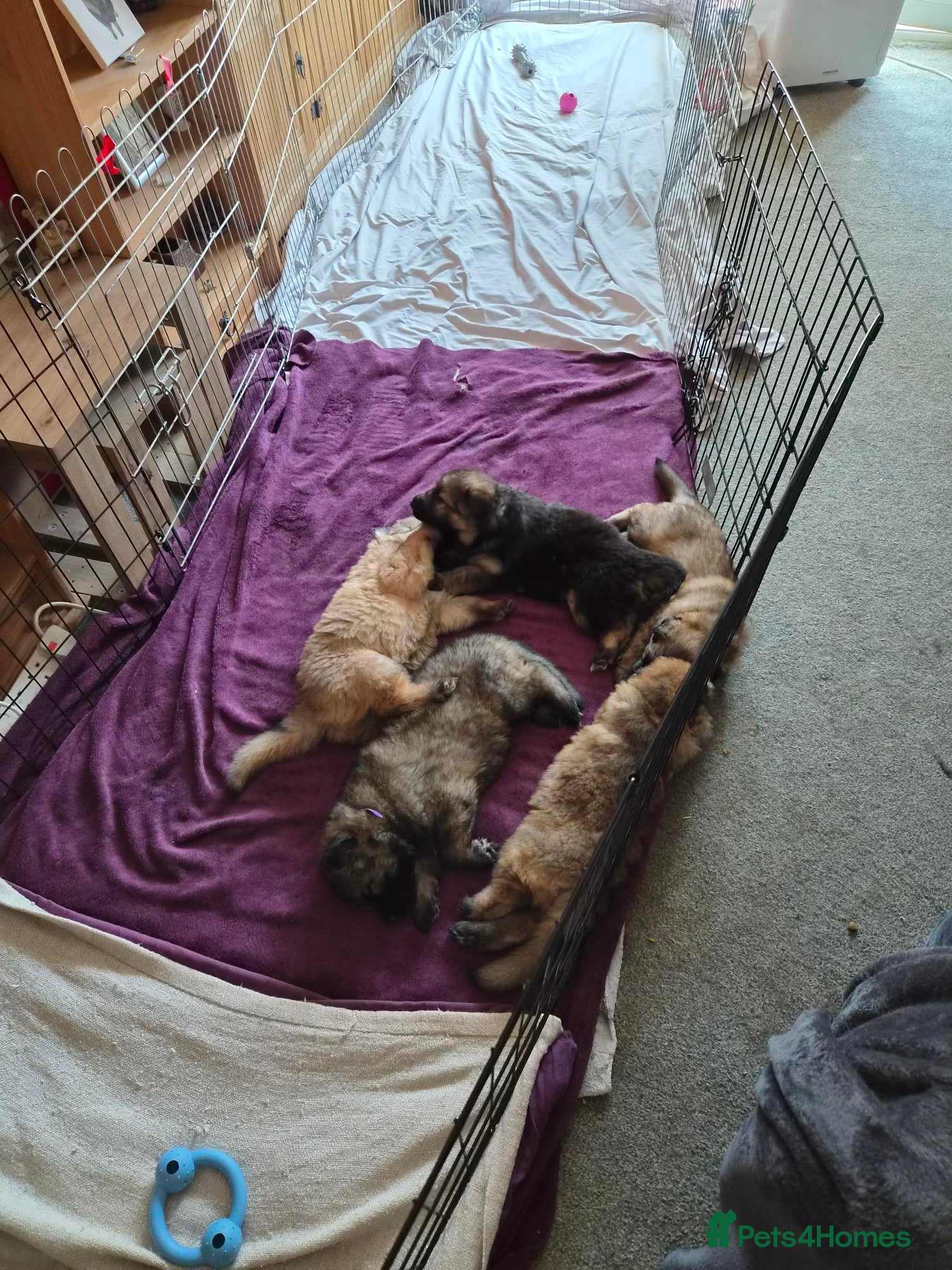 German Shepherd dogs Beautiful GSD puppies - Advert 1