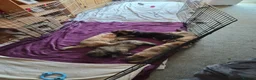 German Shepherd dogs for sale: Beautiful GSD puppies - Advert 1