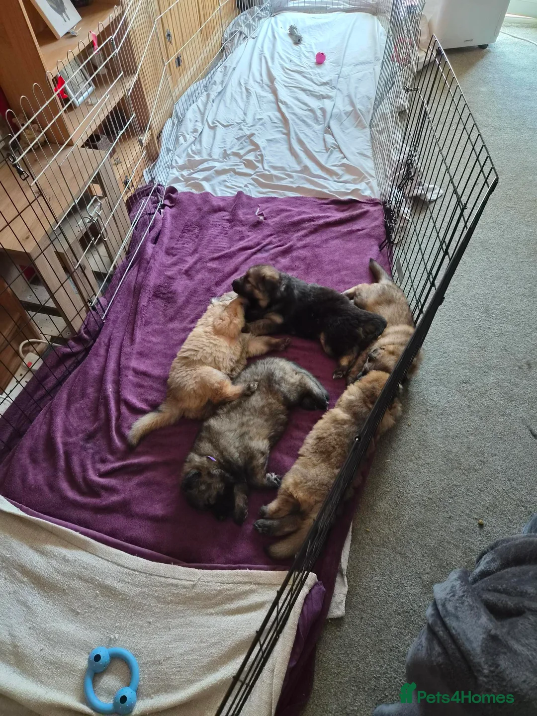 German Shepherd dogs for sale: Beautiful GSD puppies - Advert 1