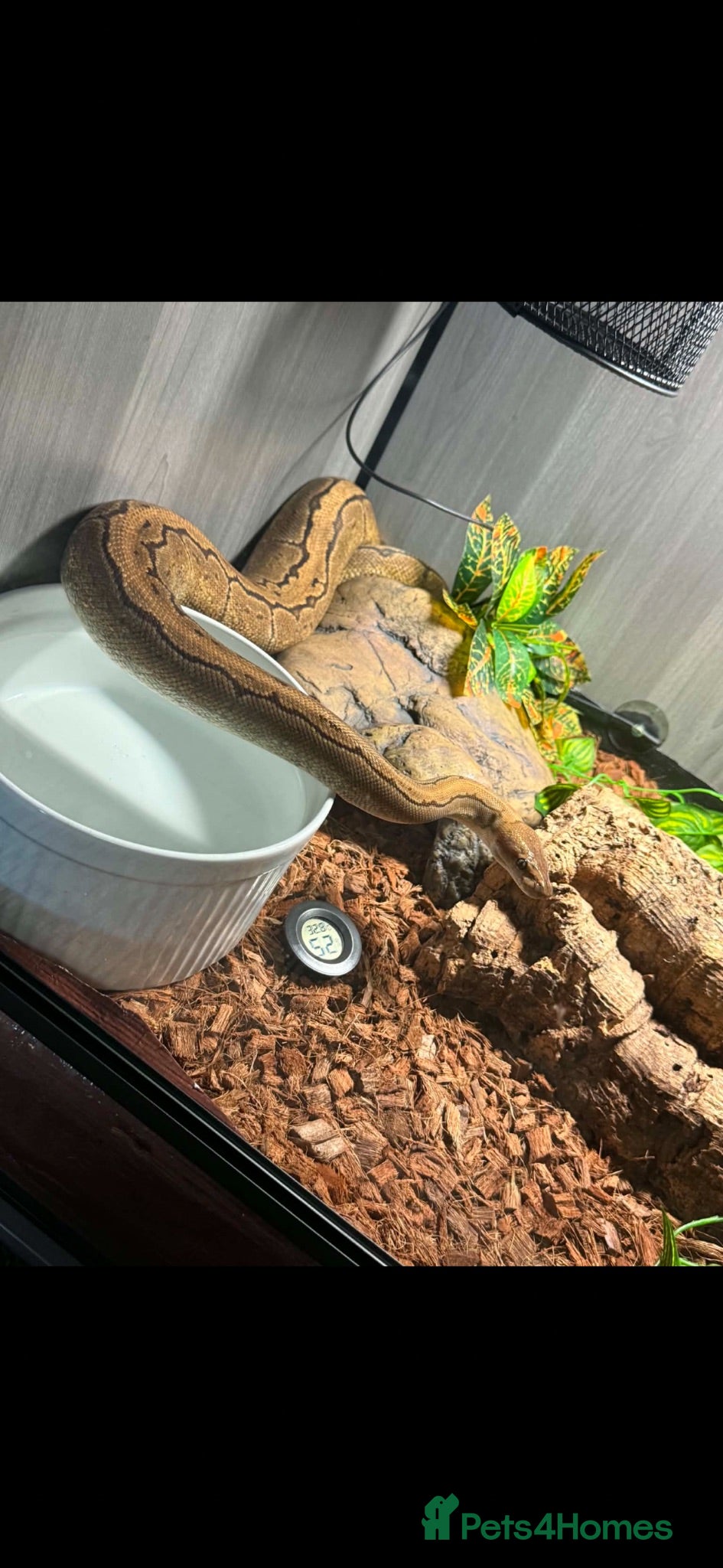 Python Snake reptiles Female ball python  - Advert 1