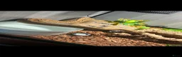 Python Snake reptiles for sale: Female ball python  in Pontefract - Advert 1