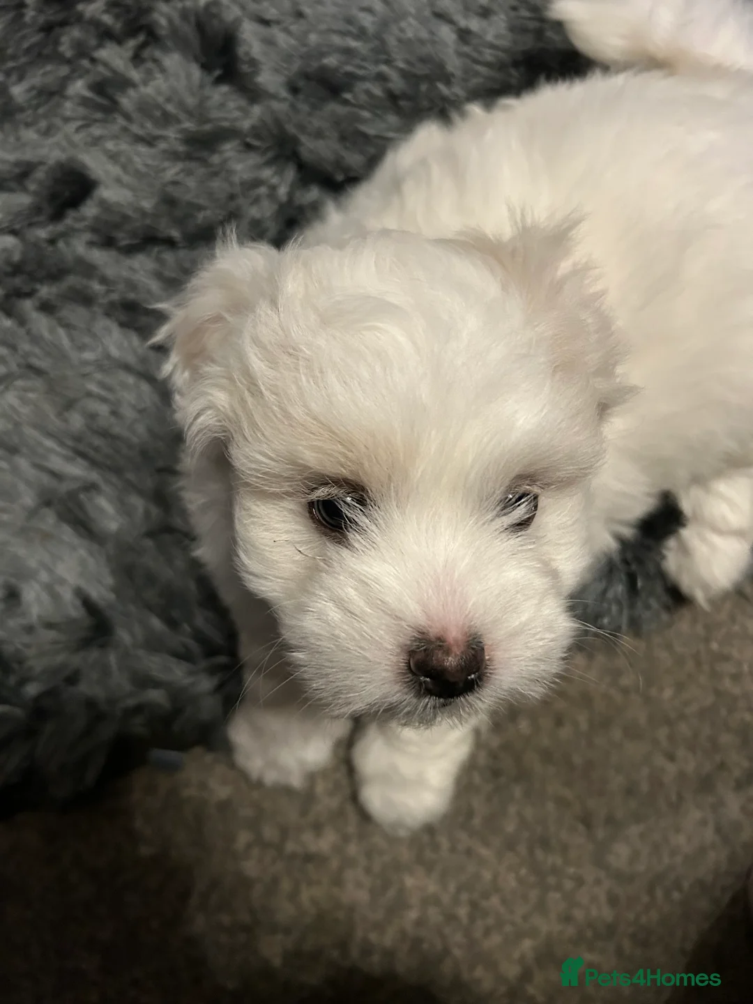 Coton De Tulear dogs for sale: Coton de Tulear puppy  - Advert 5