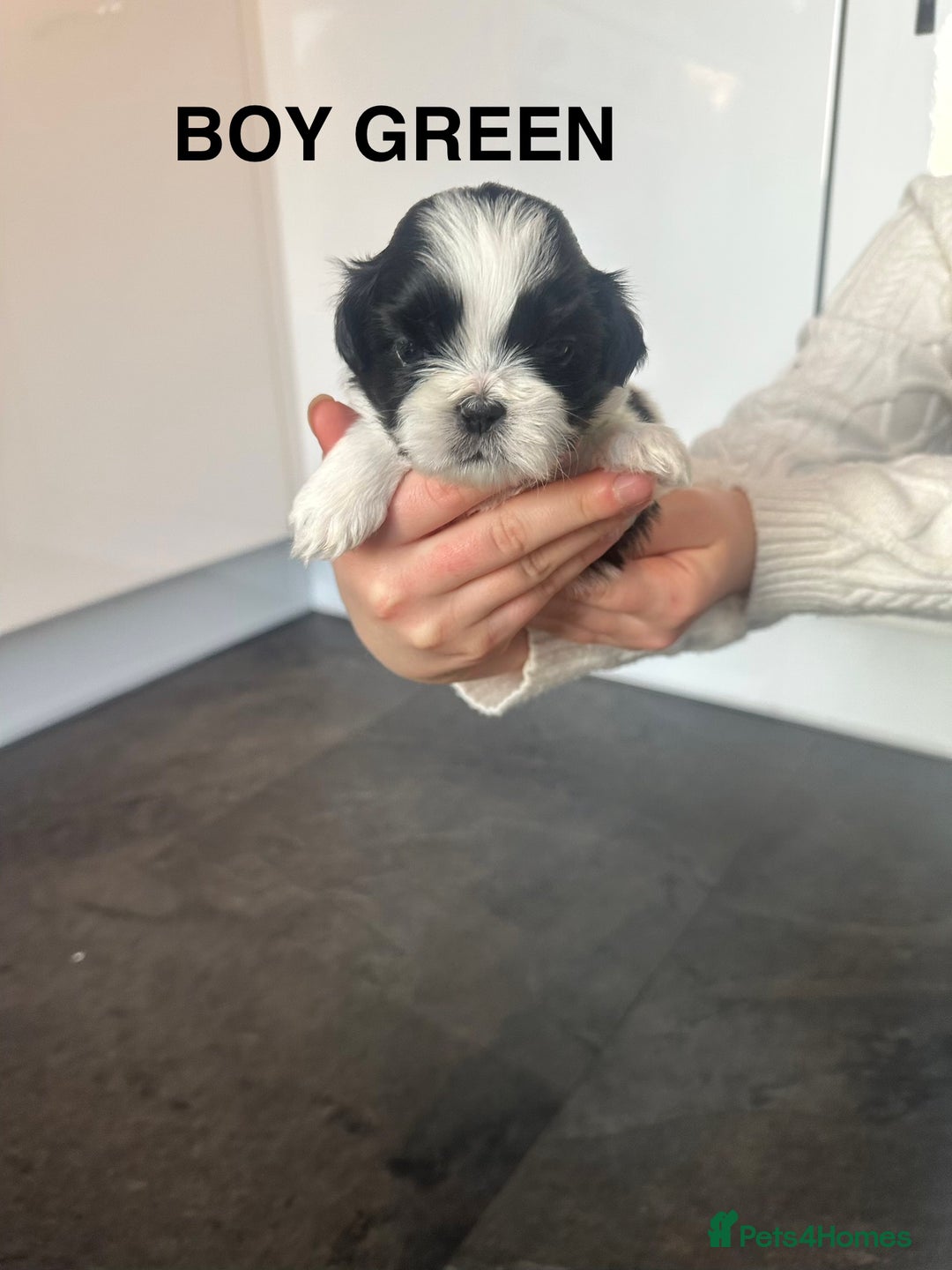 Shih Tzu dogs for sale: Shih Tzu puppies - Advert 17