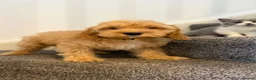 Cockapoo dogs for sale: American cockapoo from health tested parents - Advert 20
