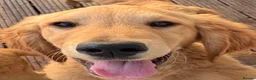 Golden Retriever dogs for sale: Beautiful KC dark gold healthy boys - Advert 7