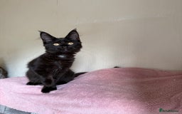 Maine Coon cats for sale: Pedigree GCCF Russian Import line Maine Coons - Image 31