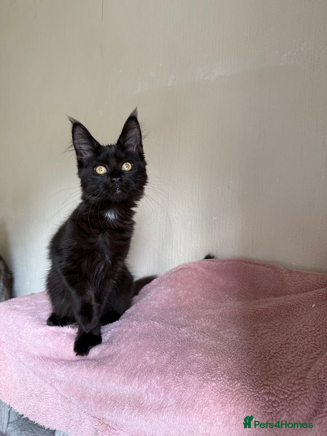Maine Coon cats for sale: Pedigree GCCF Russian Import line Maine Coons - Image 31