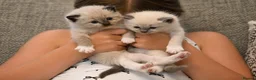 Ragdoll cats for sale: Blue Point Ragdolls | Celestial Litter - Advert 6