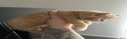 Scottish Fold cats for sale: Adorable Scottish Fold&straight kittens Ready Soon - Advert 9