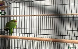Ringnecks birds for sale: Ring neck parrot  - Image 3