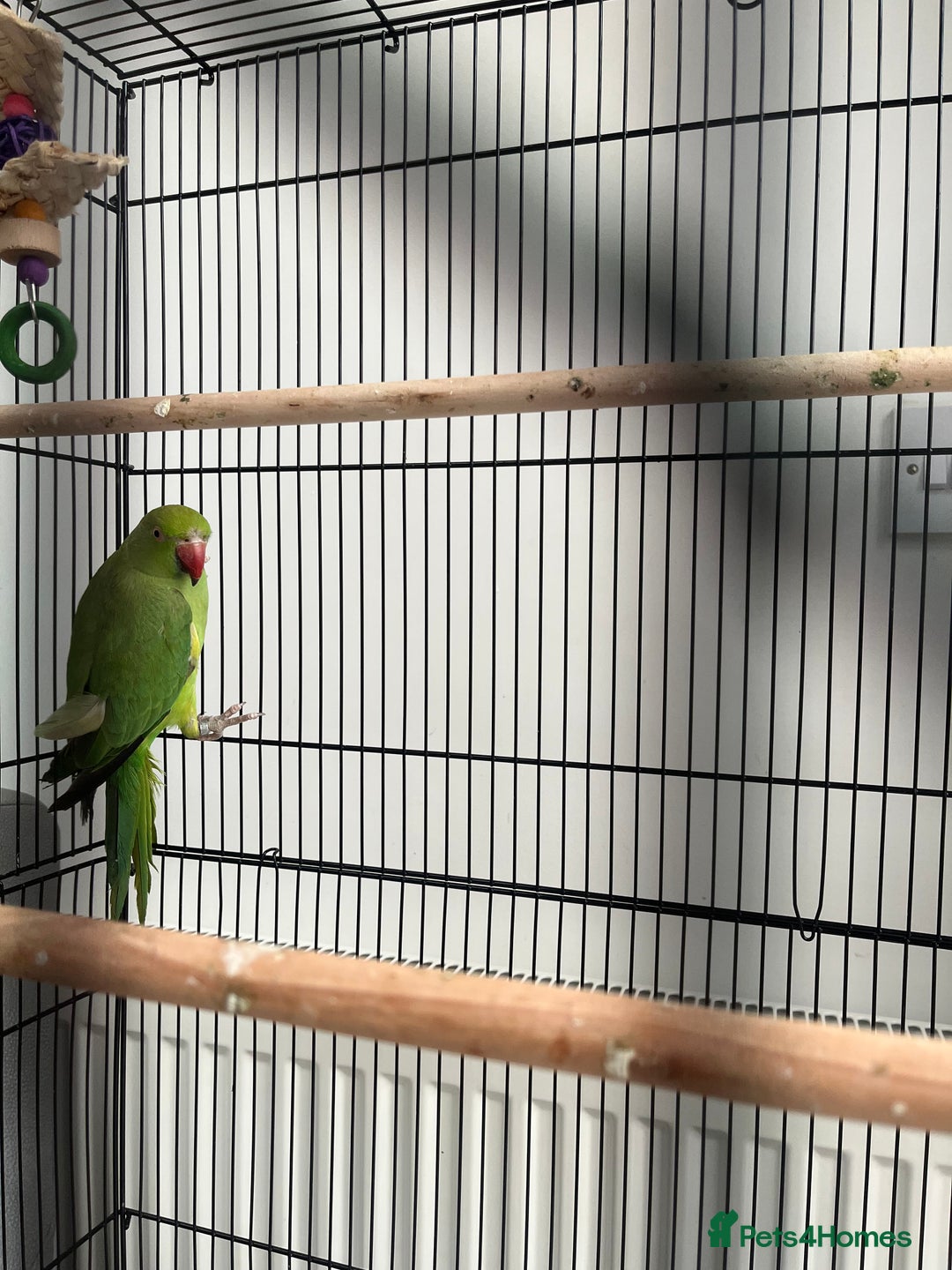 Ringnecks birds for sale: Ring neck parrot  - Image 3