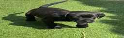 Mixed Breed dogs for sale: Patterdale cross spaniel - Advert 3