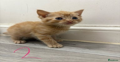 Domestic Shorthair cats - Advert 7