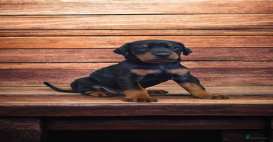 Dobermann dogs - Advert 2