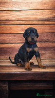 Dobermann dogs - Advert 2