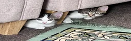Mixed Breed cats for sale: 6 adorable cute kittens for sale in London - Advert 3