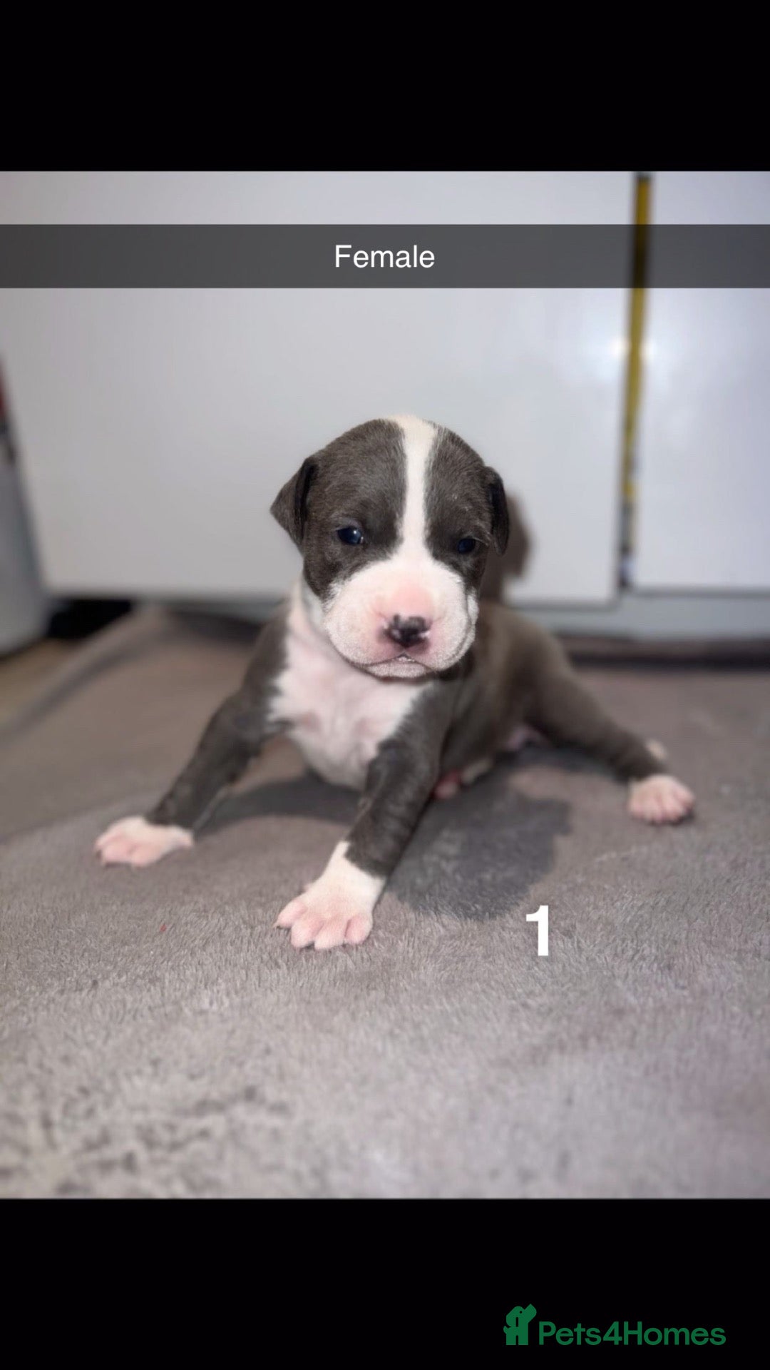 Mixed Breed dogs Beautiful, chunky Staffy × Alapaha/Cane Corso pups - Advert 2