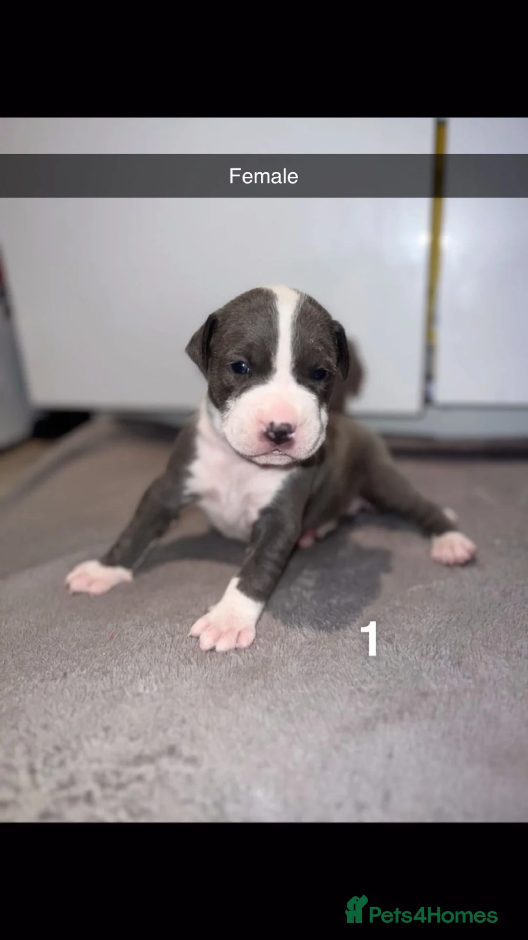 Mixed Breed dogs for sale: Beautiful, chunky Staffy × Alapaha/Cane Corso pups - Advert 2
