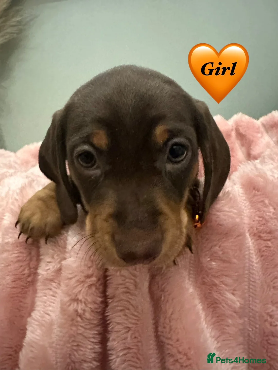 Miniature Dachshund dogs for sale: ✨KC REG MINIATURE DACHSHUNDS✨ - Advert 2