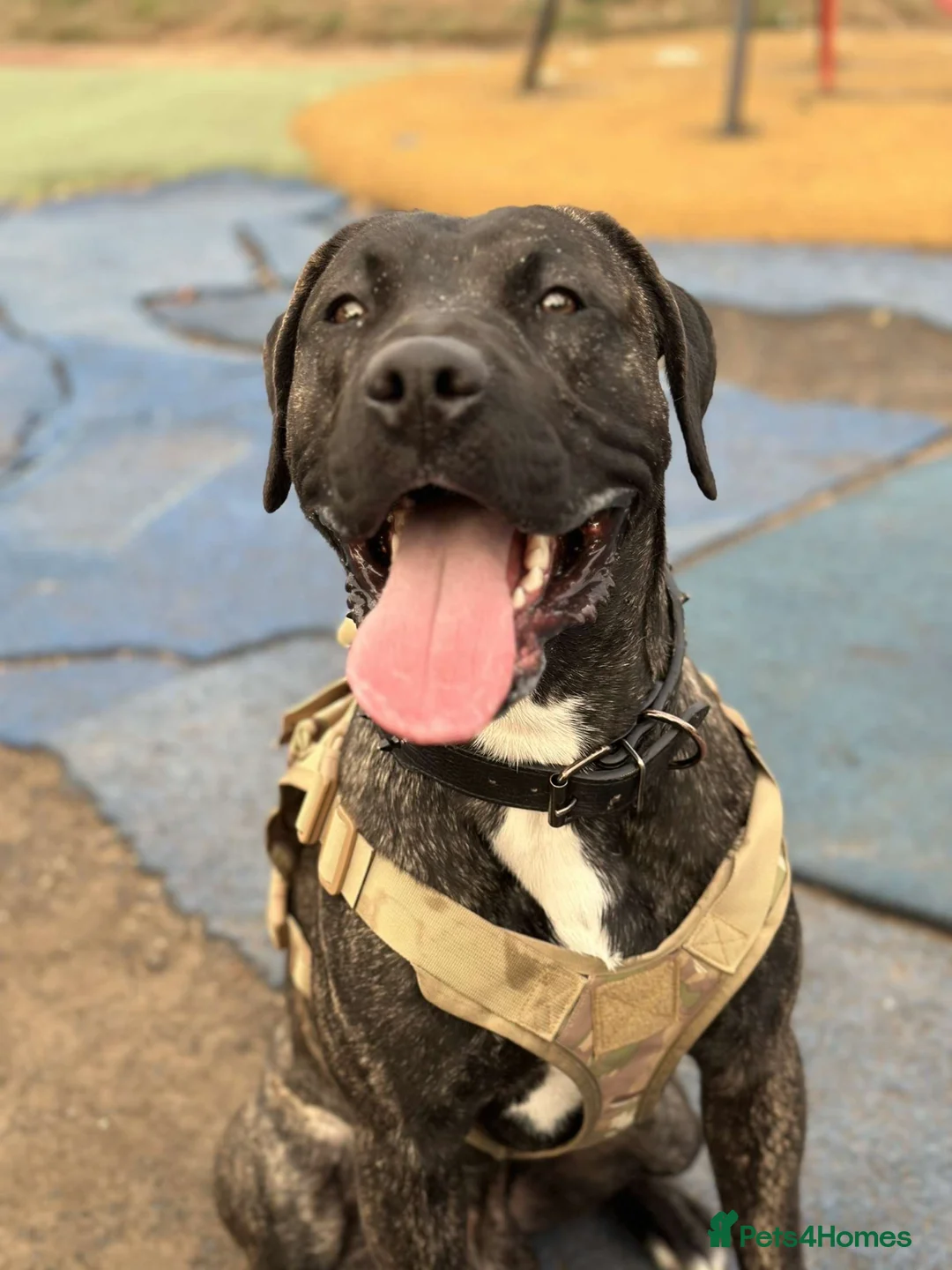 Mixed Breed dogs for sale: american akita cross cane corso puppy’s  - Advert 2