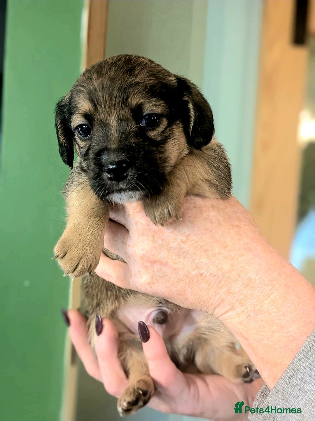 Mixed Breed dogs for sale: Jack Russel Pups in Machynlleth - Image 24