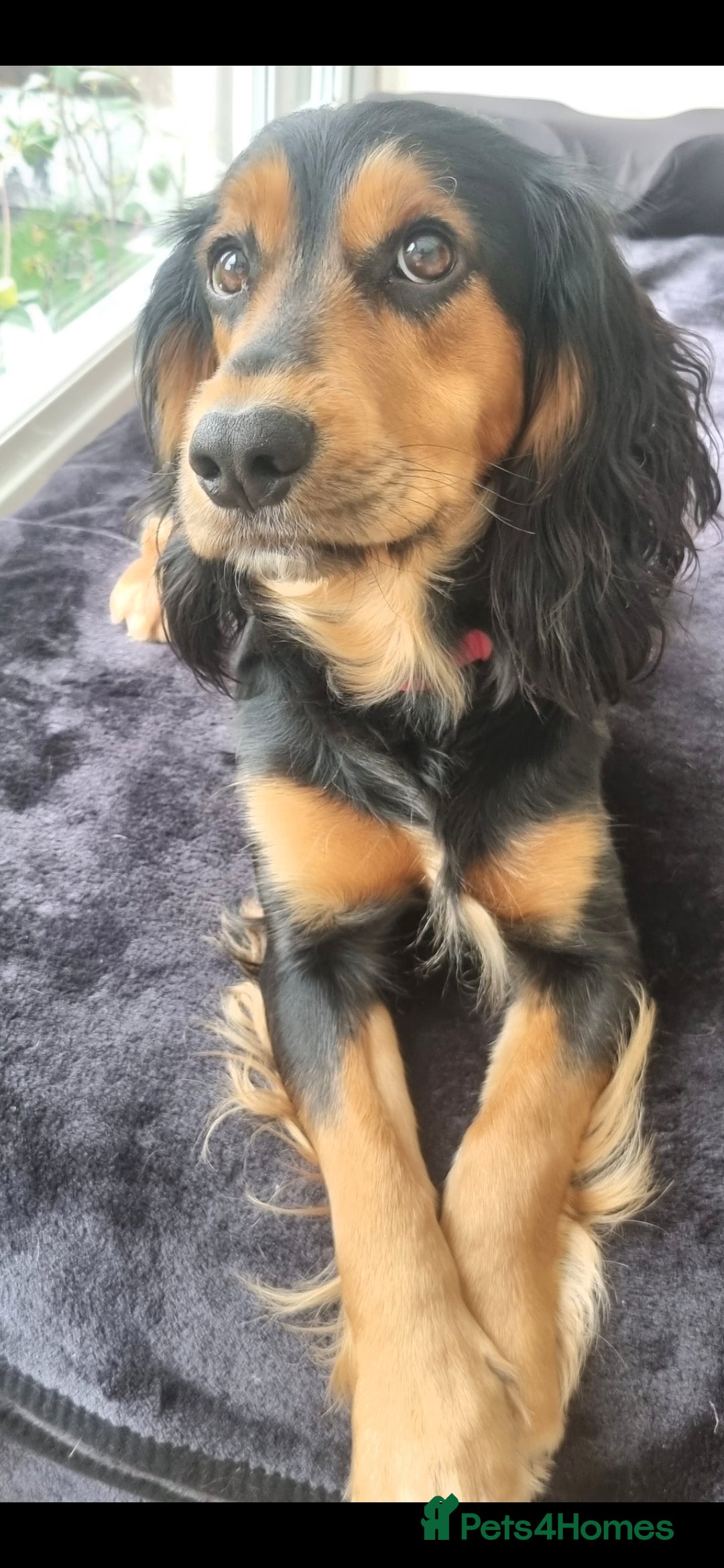 Cocker Spaniel dogs for sale: Working Cocker Spaniel Puppies - Image 2