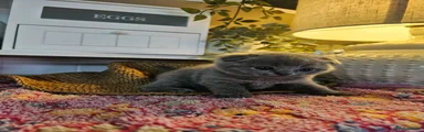 British Shorthair Kitten 2