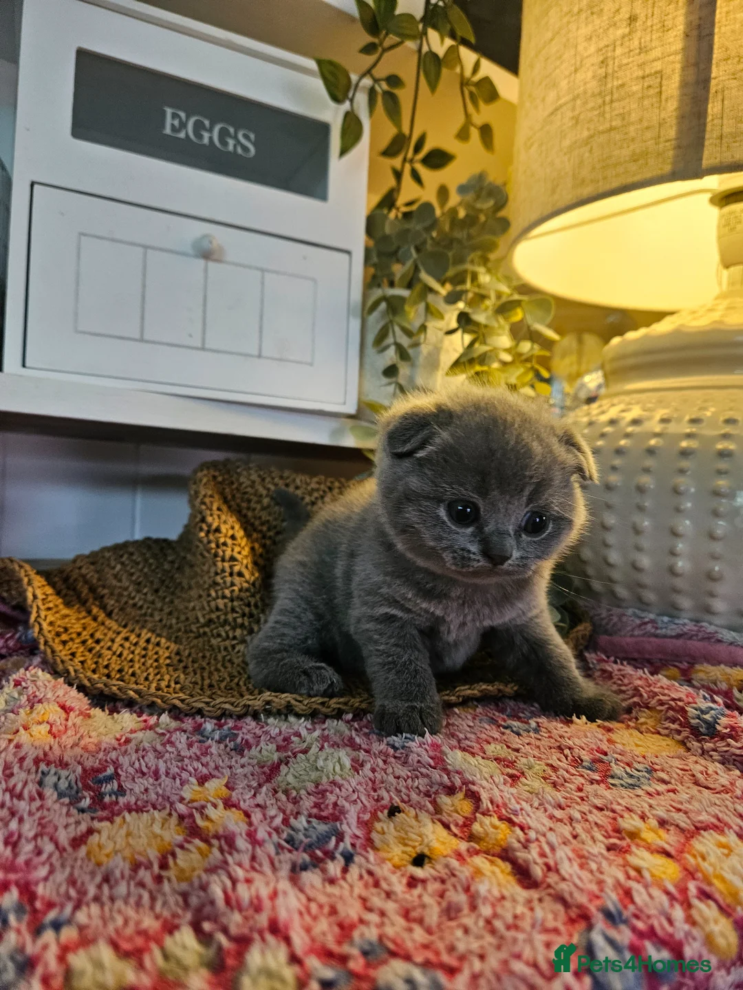 British Shorthair cats for sale: BRITISH SHORTHAIR X SCOTTISH FOLD - Advert 18