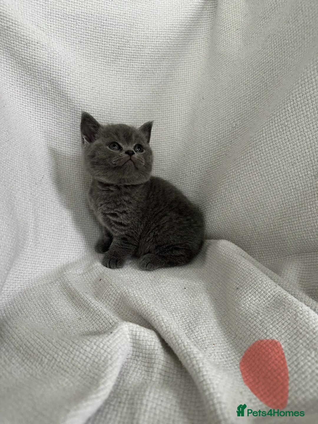 British Shorthair cats for sale: British shorthair kittens for sale  - Advert 4