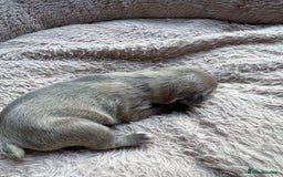 French Bulldog dogs for sale: Litter of mixed colour French bulldog puppies  - Advert 24