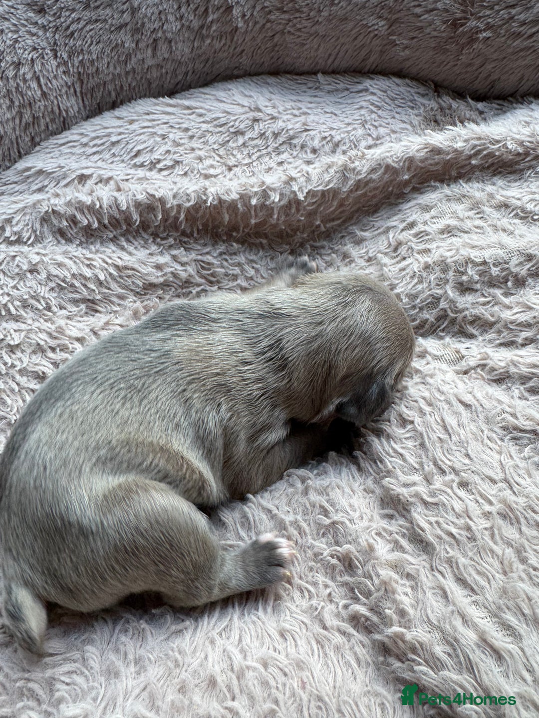 French Bulldog dogs for sale: Litter of mixed colour French bulldog puppies  - Advert 24