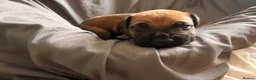 Presa Canario dogs for sale: Presa Canario Puppies Availale  - Advert 24