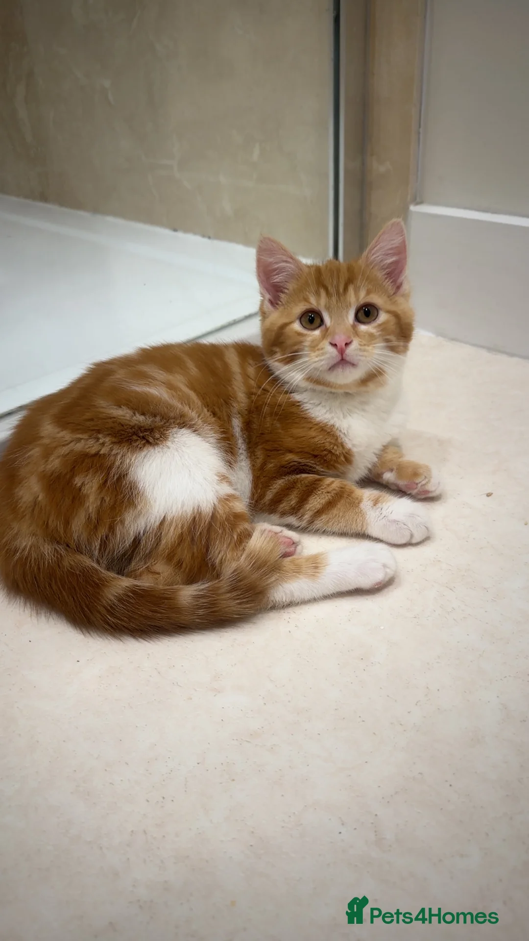 Mixed Breed cats for sale: Kitten’s for sale  - Advert 5