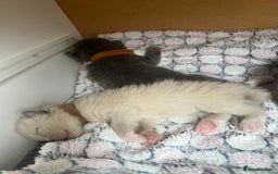Ragdoll cats for sale: Ragdoll X Sphynx kittens  - Image 16