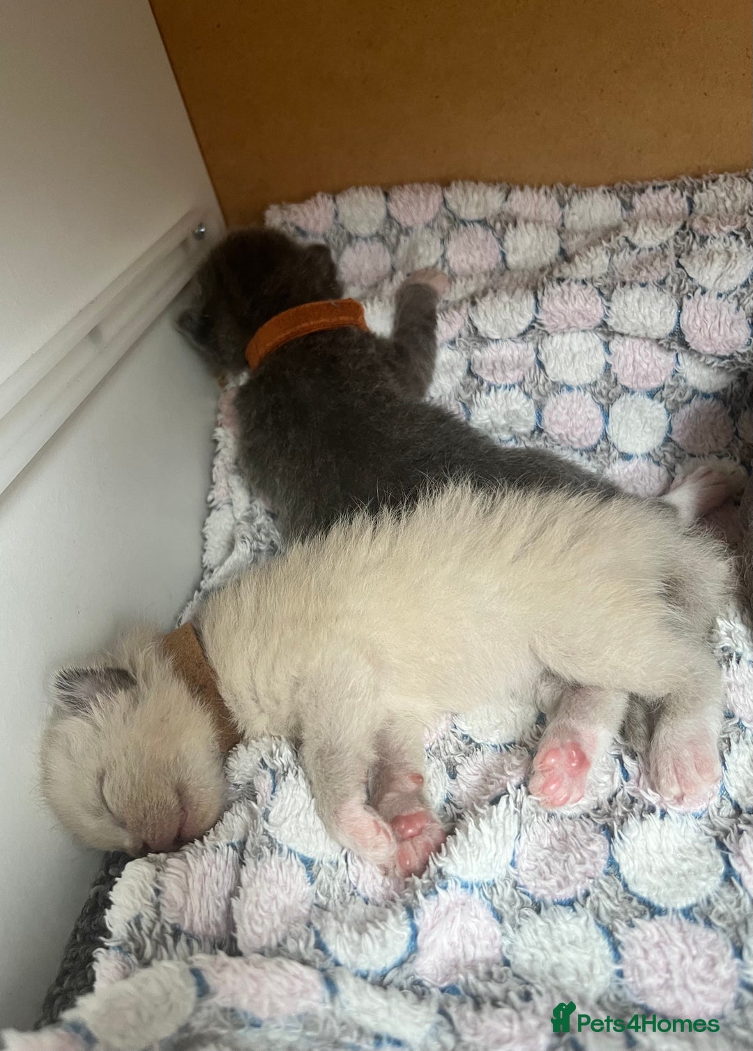 Ragdoll cats for sale: Ragdoll X Sphynx kittens  - Image 16