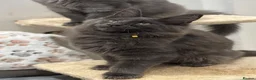 Maine Coon cats for sale: GCCF Reg’d MaineCoon Kittens–Blue Smoke-RoKits - Advert 19