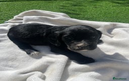 Cocker Spaniel dogs for sale: 4 LOVELY COCKER SPANIELS--10 WKS - Image 3