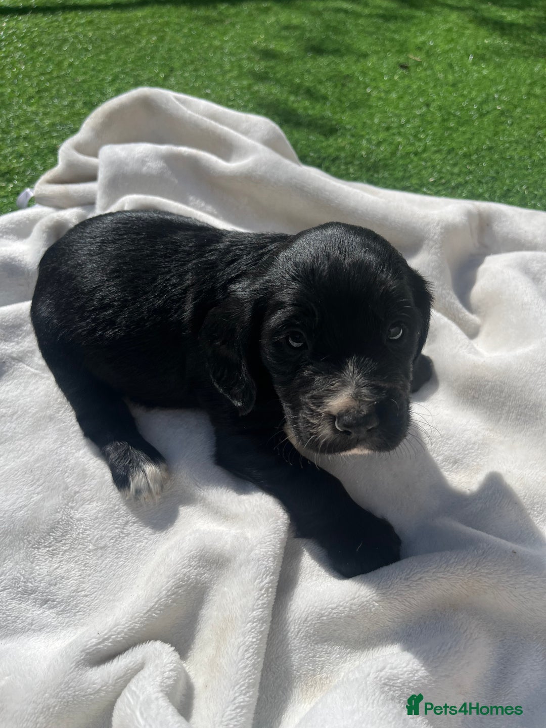 Cocker Spaniel dogs for sale: 4 LOVELY COCKER SPANIELS--10 WKS - Image 3