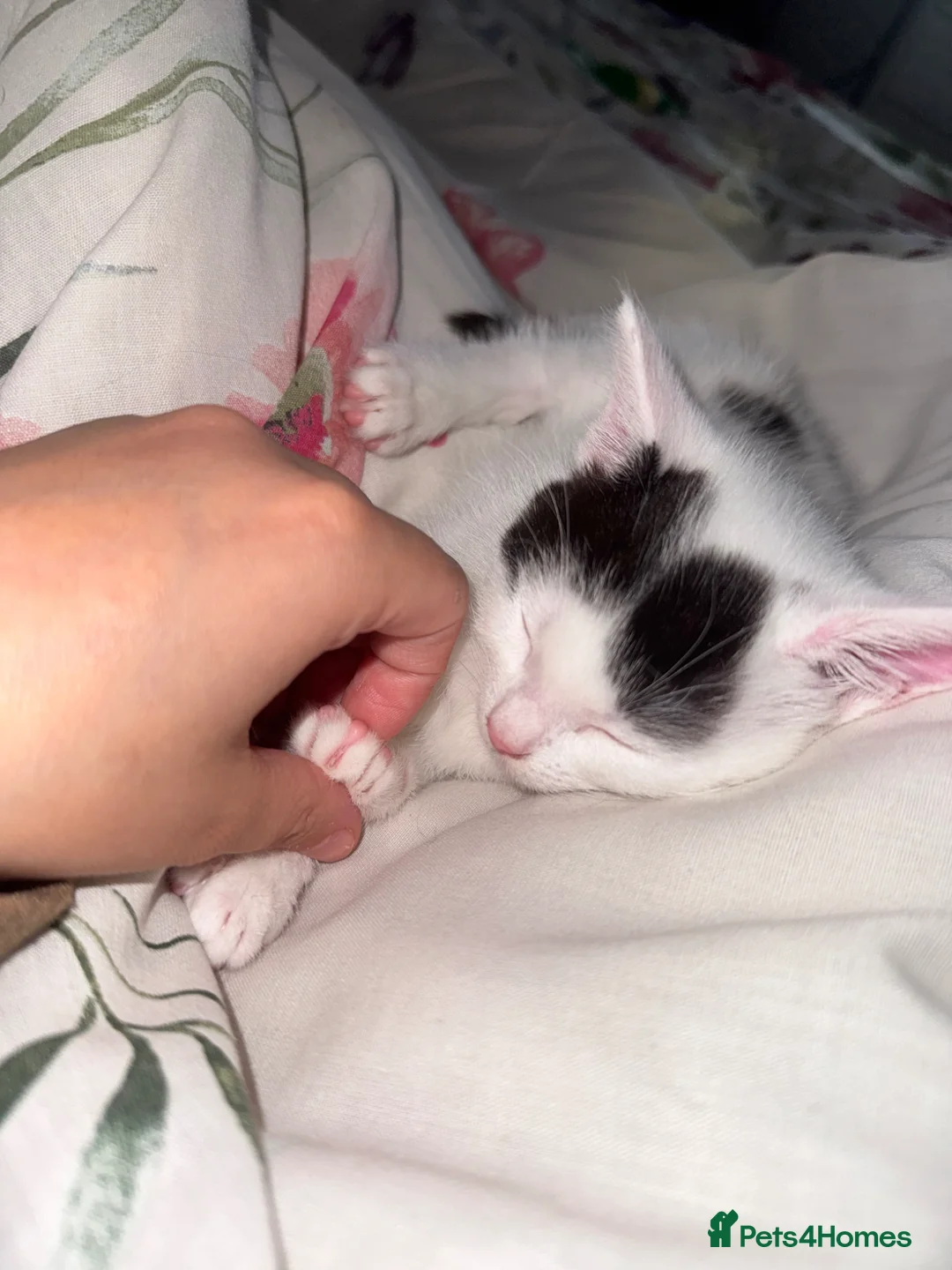 Mixed Breed cats for sale: Kitten - Advert 2