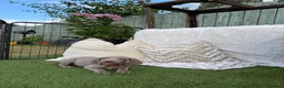 Weimaraner dogs for sale: 7 Weimaraner pups for sale ! - Advert 20