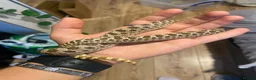 Snake reptiles for sale: Male western hognose and viv in Sunderland - Advert 3