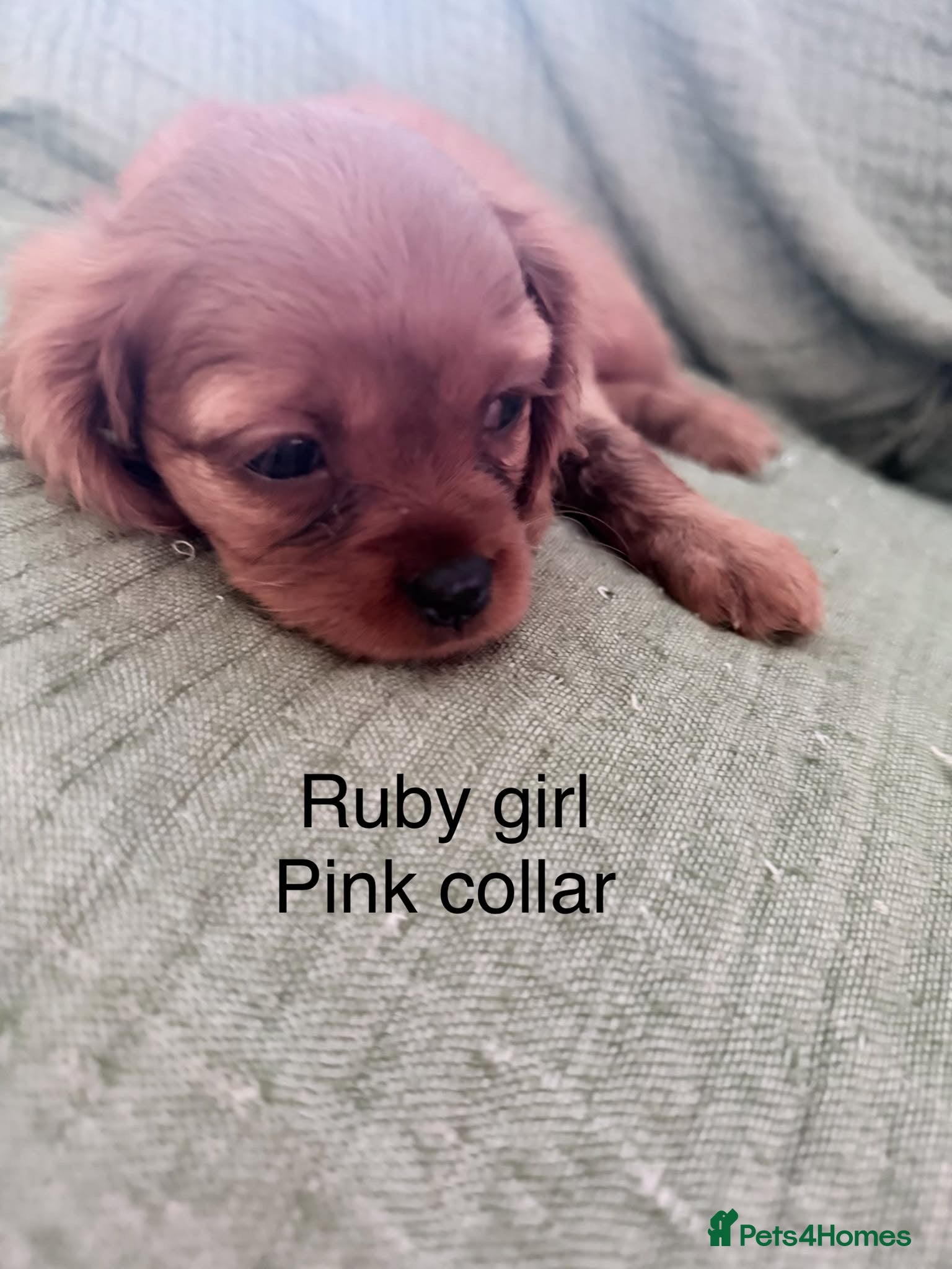 Cavalier King Charles Spaniel dogs Cavalier King Charles Spaniels - Advert 2