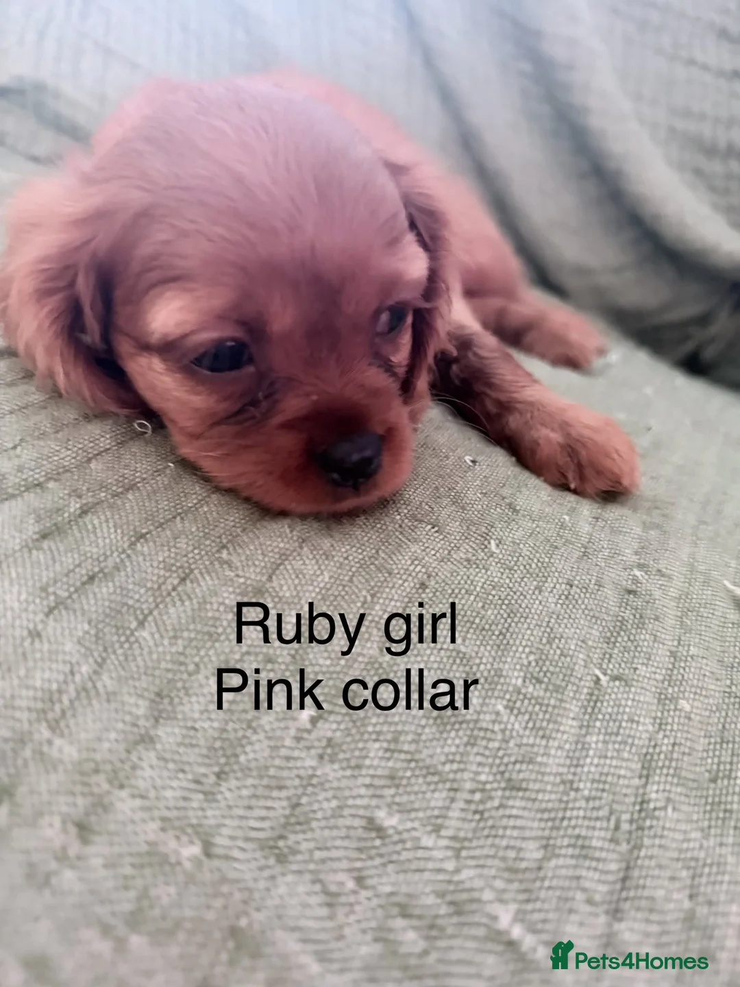 Cavalier King Charles Spaniel dogs for sale: Cavalier King Charles Spaniels - Advert 2