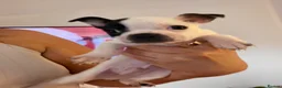 Boston Terrier dogs for sale: Boston terrier puppies. - Advert 7